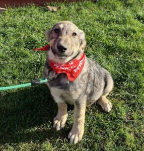 Aisha a brindle rescue dog | 1 dog at a time rescue UK