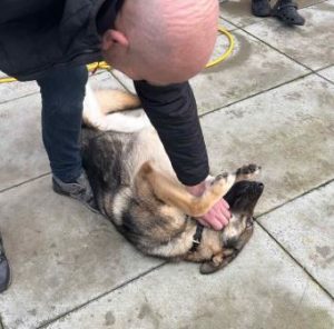 Bella a brindle rescue dog | 1 dog at a time rescue UK