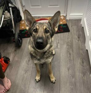 Bella a brindle rescue dog | 1 dog at a time rescue UK