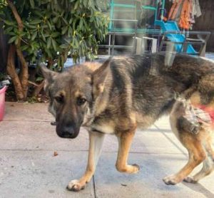 Bella a brindle rescue dog | 1 dog at a time rescue UK