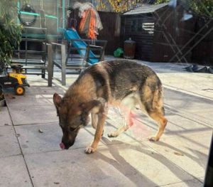 Bella a brindle rescue dog | 1 dog at a time rescue UK