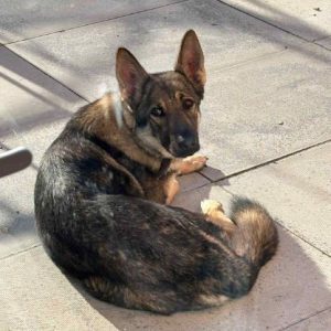 Bella a brindle rescue dog | 1 dog at a time rescue UK