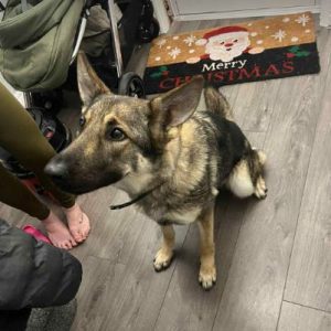 Bella a brindle rescue dog | 1 dog at a time rescue UK