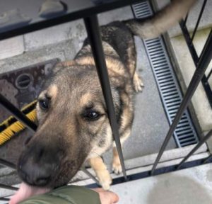 Bella a brindle rescue dog | 1 dog at a time rescue UK