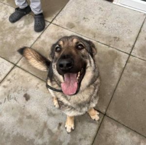 Bella a brindle rescue dog | 1 dog at a time rescue UK