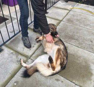 Bella a brindle rescue dog | 1 dog at a time rescue UK