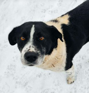 Bobbi a black and white rescue dog | 1 dog at a time rescue UK