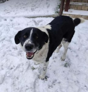 Bobbi a black and white rescue dog | 1 dog at a time rescue UK