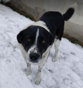 Bobbi a black and white rescue dog | 1 dog at a time rescue UK