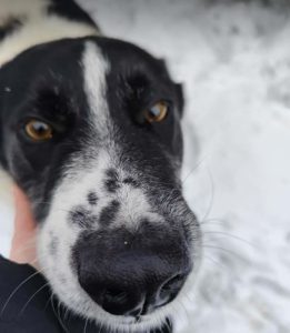 Bobbi a black and white rescue dog | 1 dog at a time rescue UK