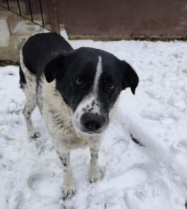 Bobbi a black and white rescue dog | 1 dog at a time rescue UK