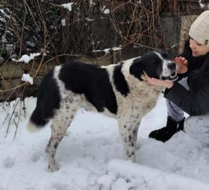 Bobbi a black and white rescue dog | 1 dog at a time rescue UK
