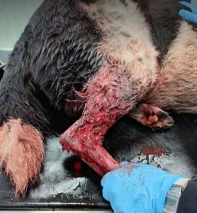 Bobbi a black and white rescue dog | 1 dog at a time rescue UK