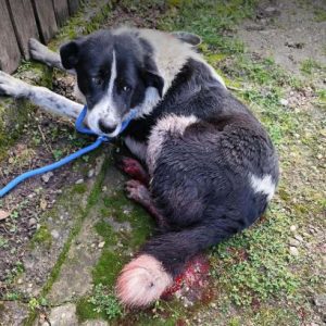 Bobbi a black and white rescue dog | 1 dog at a time rescue UK