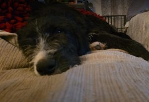 Donnie a black and white rescue dog | 1 dog at a time rescue UK