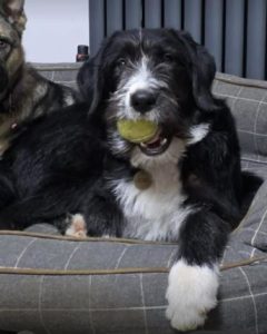 Donnie a black and white rescue dog | 1 dog at a time rescue UK