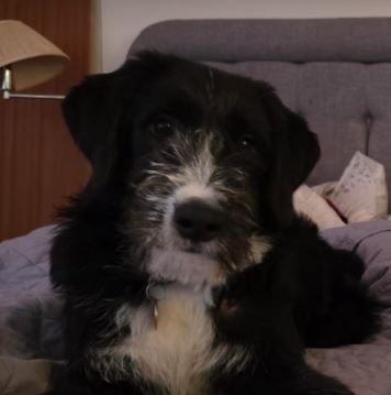 Donnie a black and white rescue dog | 1 dog at a time rescue UK
