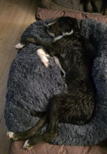 Donnie a black and white rescue dog | 1 dog at a time rescue UK