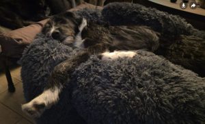 Donnie a black and white rescue dog | 1 dog at a time rescue UK