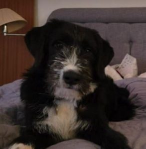 Donnie a black and white rescue dog | 1 dog at a time rescue UK