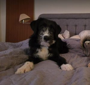 Donnie a black and white rescue dog | 1 dog at a time rescue UK