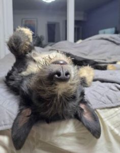 Donnie a black and white rescue dog | 1 dog at a time rescue UK