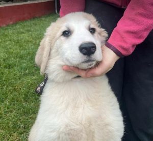 Josie a cream rescue dog | 1 dog at a time rescue UK