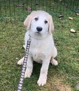 Josie a cream rescue dog | 1 dog at a time rescue UK