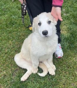 Josie a cream rescue dog | 1 dog at a time rescue UK