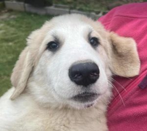 Josie a cream rescue dog | 1 dog at a time rescue UK