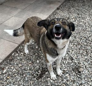 Lavina a white and brown rescue dog | 1 dog at a time rescue UK