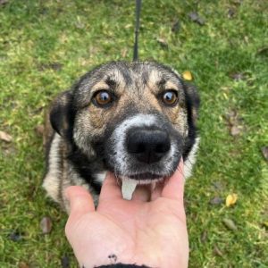 Lavina a white and brown rescue dog | 1 dog at a time rescue UK