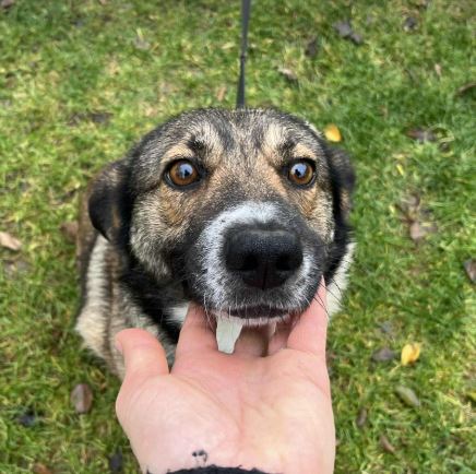 Lavina a white and brown rescue dog | 1 dog at a time rescue UK