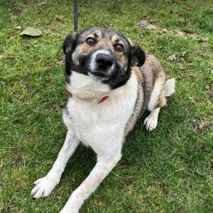 Lavina a white and brown rescue dog | 1 dog at a time rescue UK
