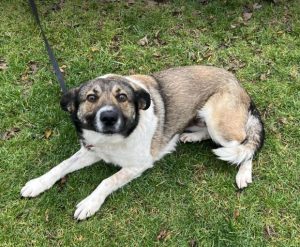 Lavina a white and brown rescue dog | 1 dog at a time rescue UK