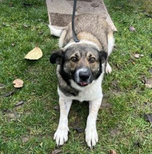 Lavina a white and brown rescue dog | 1 dog at a time rescue UK