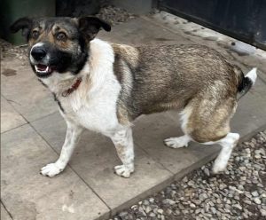 Lavina a white and brown rescue dog | 1 dog at a time rescue UK