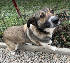 Lavina a white and brown rescue dog | 1 dog at a time rescue UK