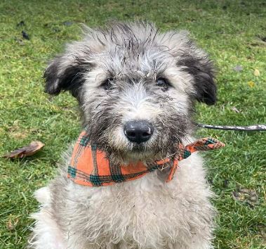 Maverick a grey rescue dog 1_1 dog at a time rescue UK Maverick a grey rescue dog | 1 dog at a time rescue UK