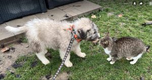 Maverick a grey rescue dog | 1 dog at a time rescue UK