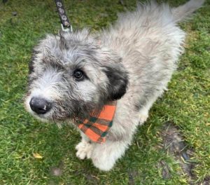 Maverick a grey rescue dog | 1 dog at a time rescue UK