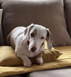 Myrtle a white and brown rescue dog | 1 dog at a time rescue UK