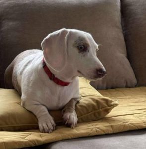 Myrtle a white and brown rescue dog | 1 dog at a time rescue UK