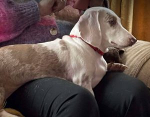 Myrtle a white and brown rescue dog | 1 dog at a time rescue UK