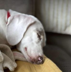 Myrtle a white and brown rescue dog | 1 dog at a time rescue UK