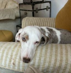 Myrtle a white and brown rescue dog | 1 dog at a time rescue UK