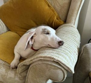 Myrtle a white and brown rescue dog | 1 dog at a time rescue UK