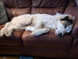 Ned a white and grey rescue dog | 1 dog at a time rescue UK