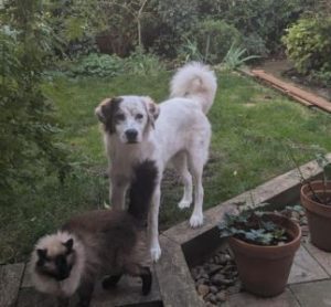 Ned a white and grey rescue dog | 1 dog at a time rescue UK