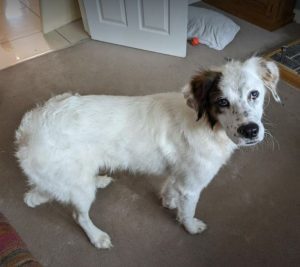 Ned a white and grey rescue dog | 1 dog at a time rescue UK